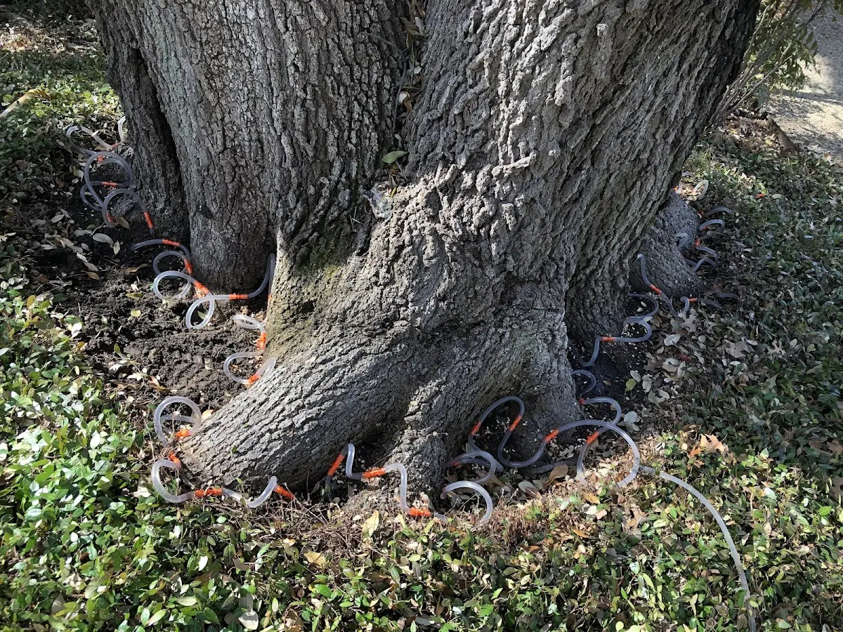 Detailed Tree Cabling and Bracing job site in Marlin