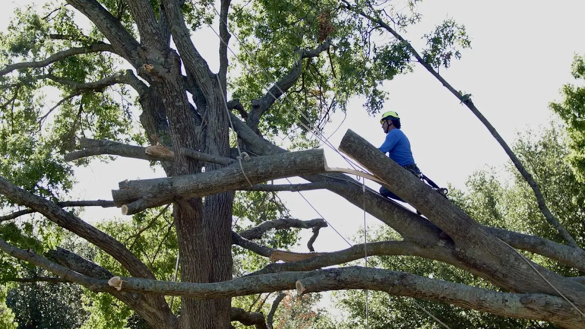 Professional Crown Thinning performed by certified arborists in Marlin