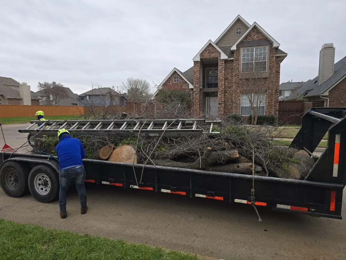 Expert Tree Pest Control with proper safety equipment in Marlin
